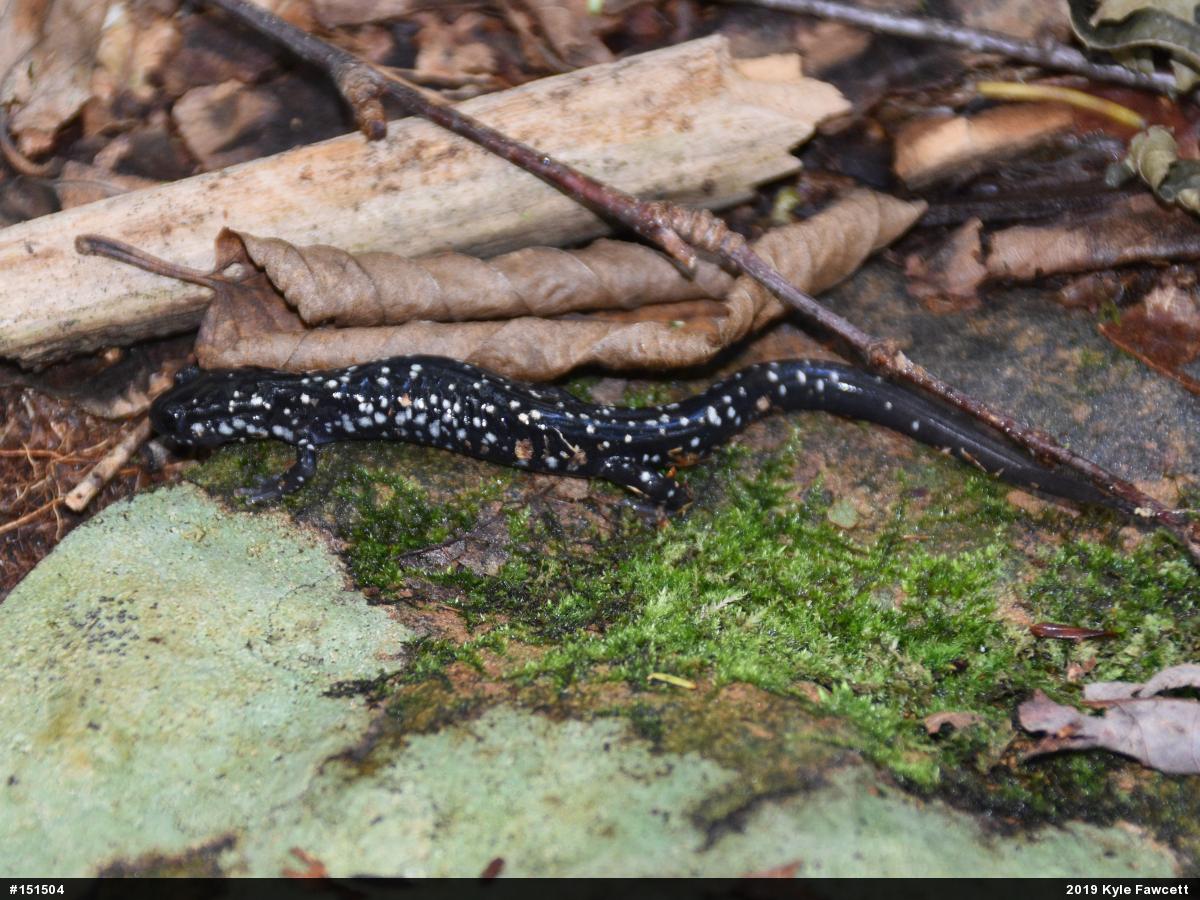 Northern Slimy Salamander