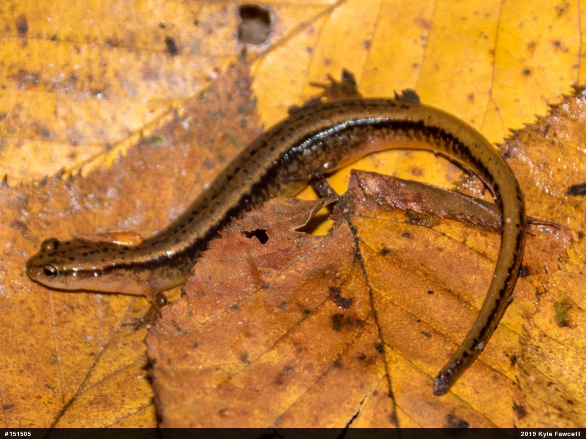 Northern Two-lined Salamander