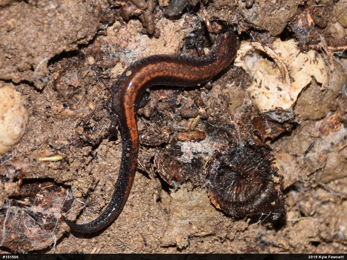 Eastern Red-backed  Salamander