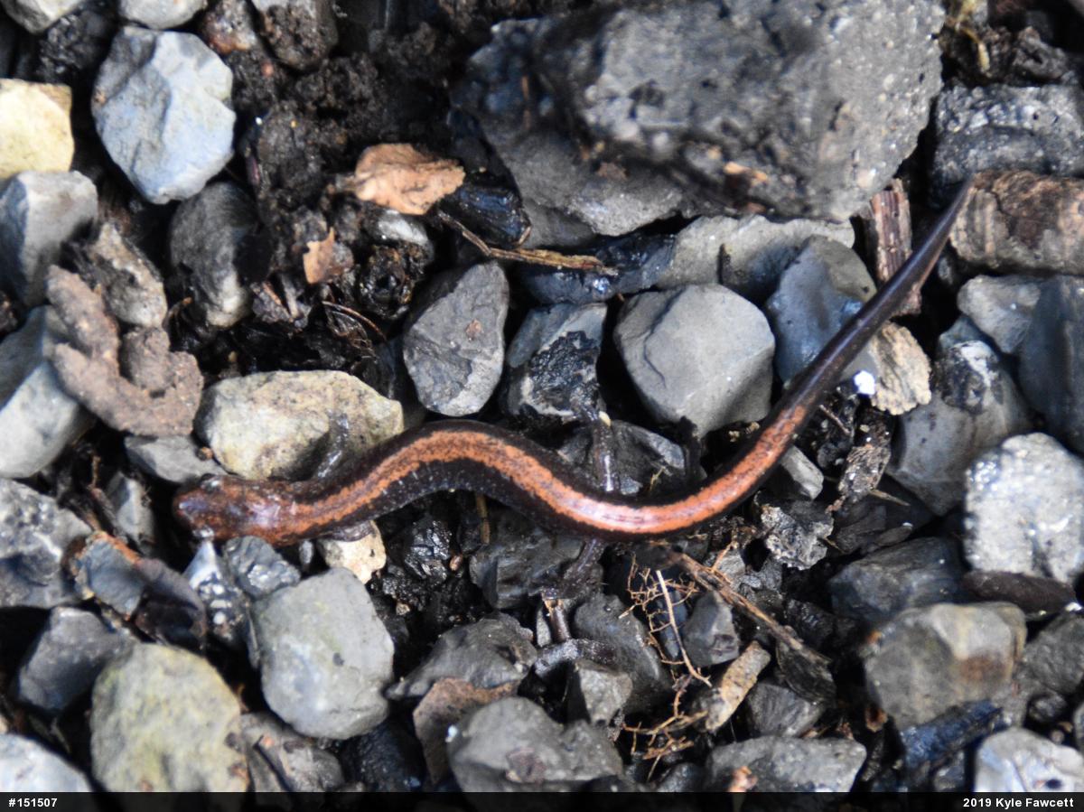Eastern Red-backed  Salamander