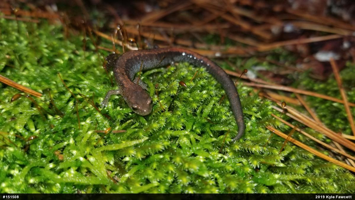 Eastern Red-backed  Salamander
