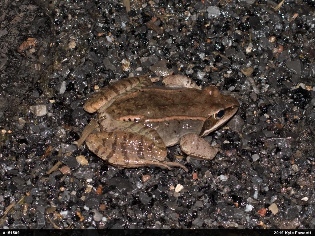 Wood Frog