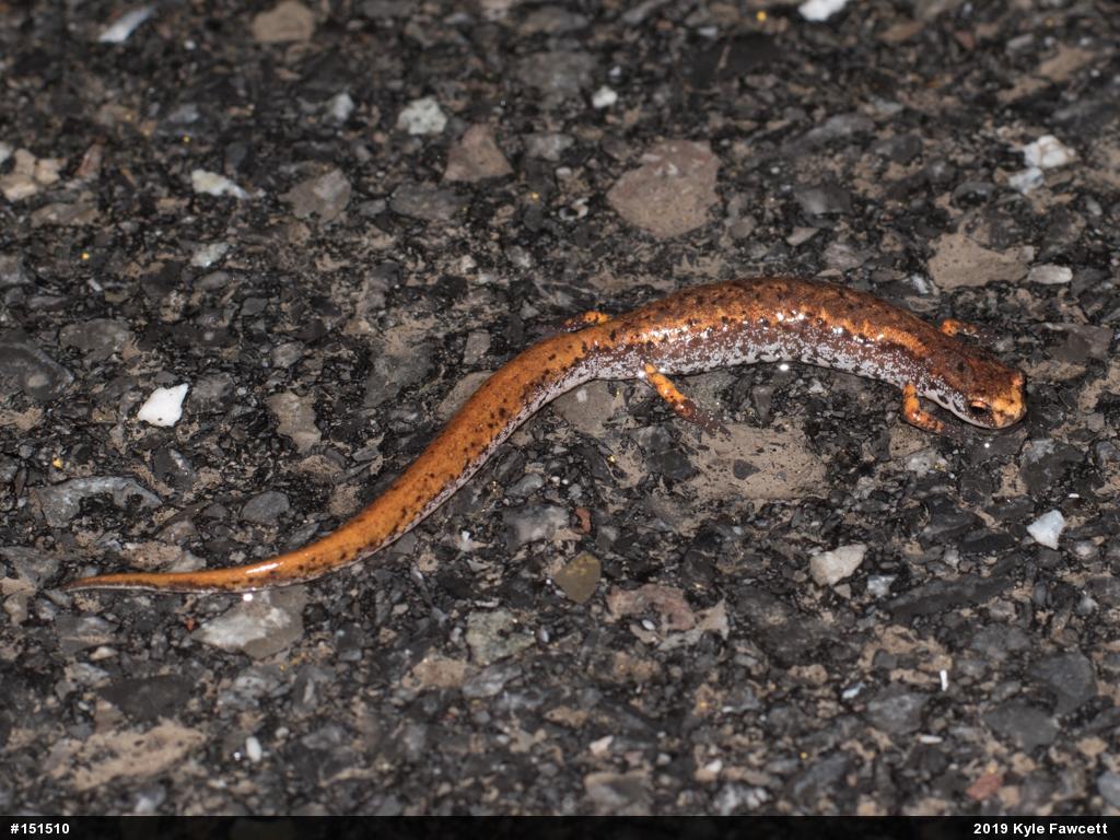 Four-toed Salamander