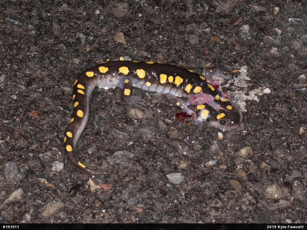 Spotted Salamander