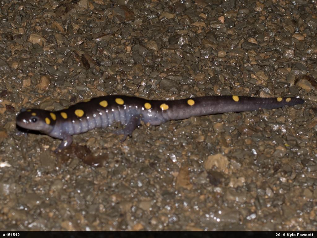 Spotted Salamander