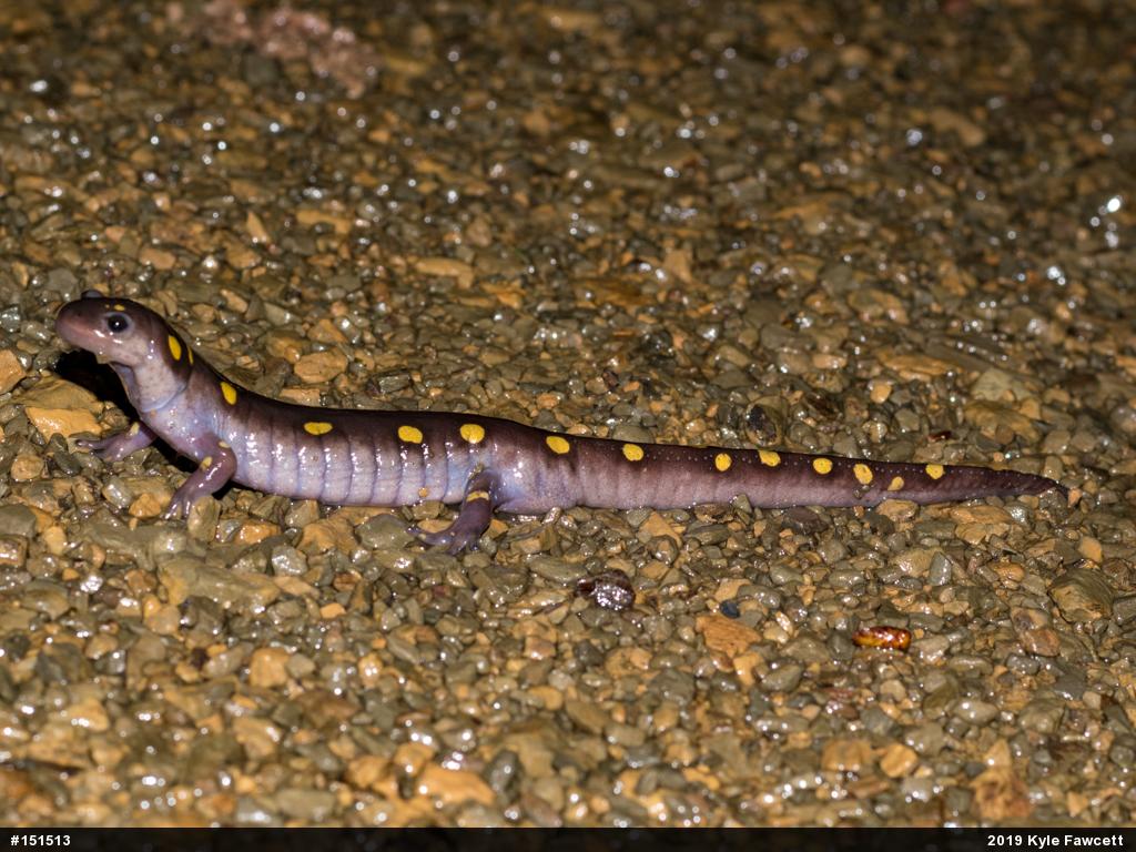 Spotted Salamander
