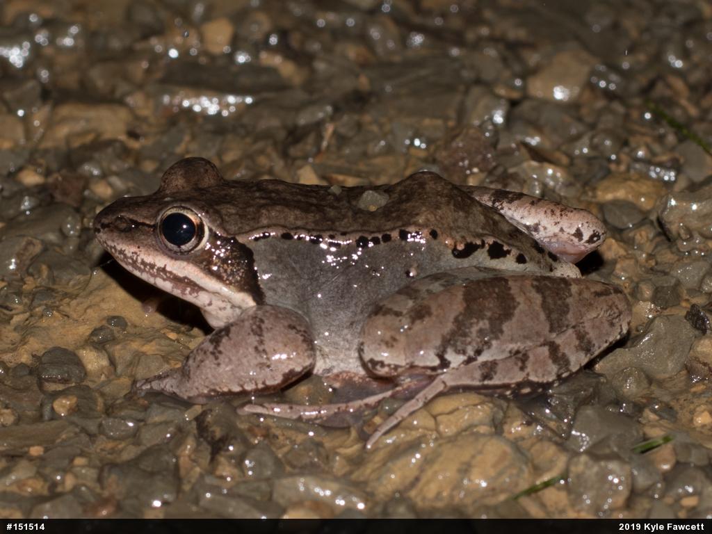 Wood Frog