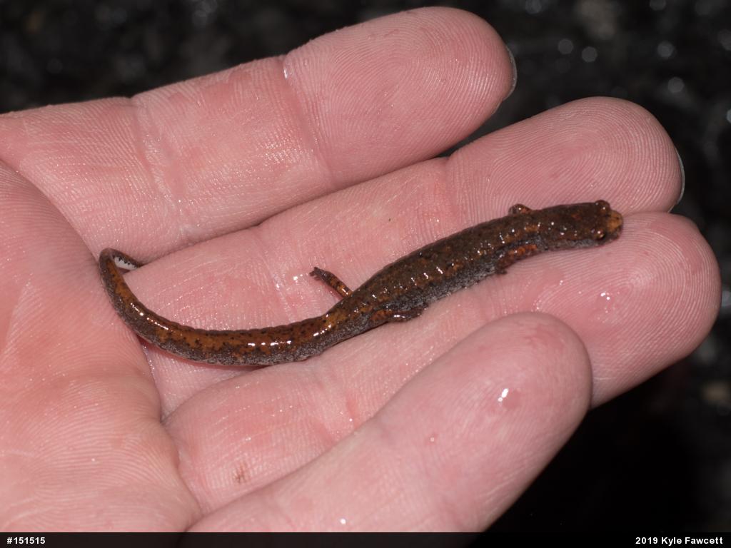 Four-toed Salamander