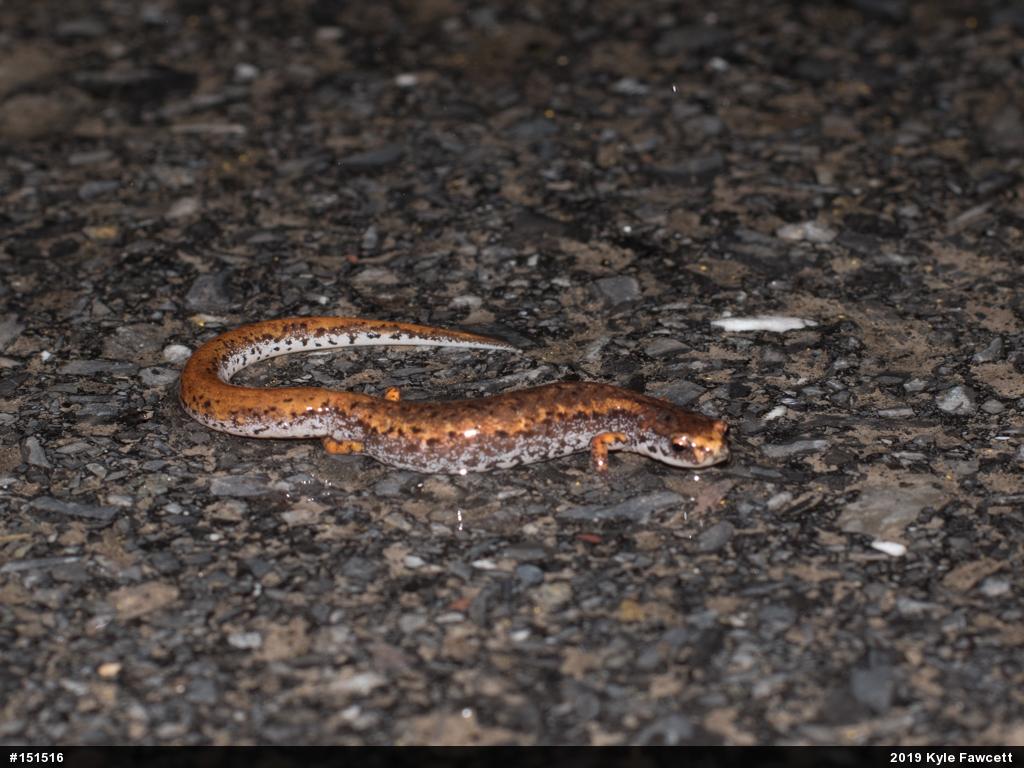 Four-toed Salamander