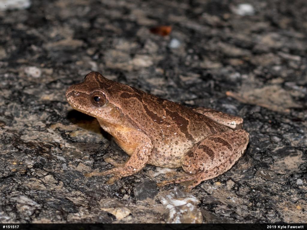 Spring Peeper