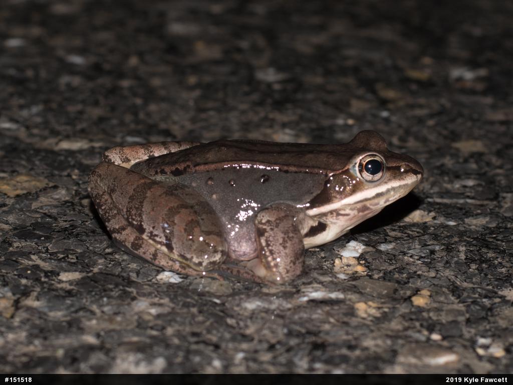 Wood Frog