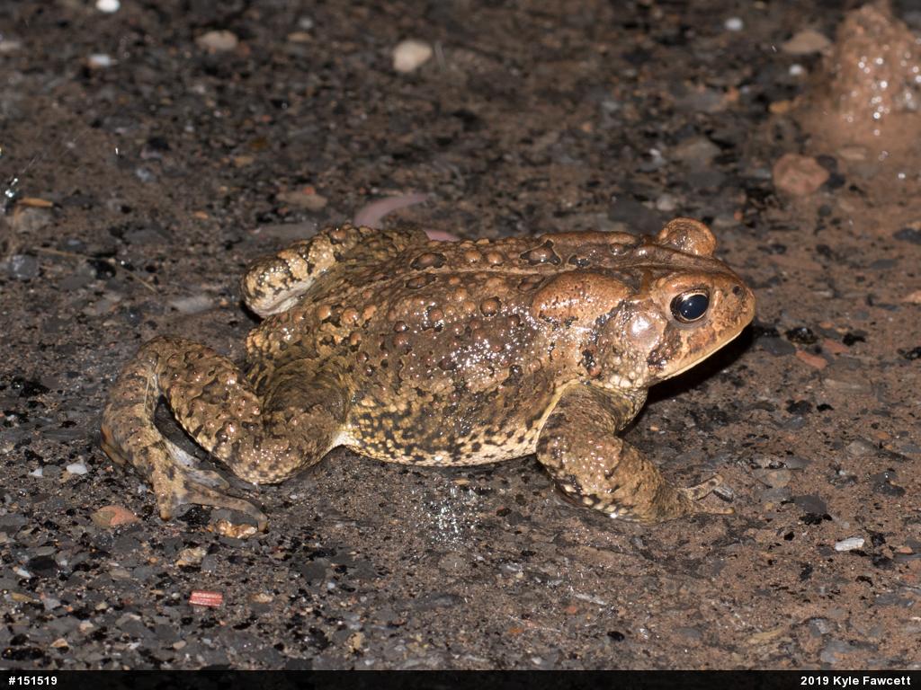 Eastern American Toad