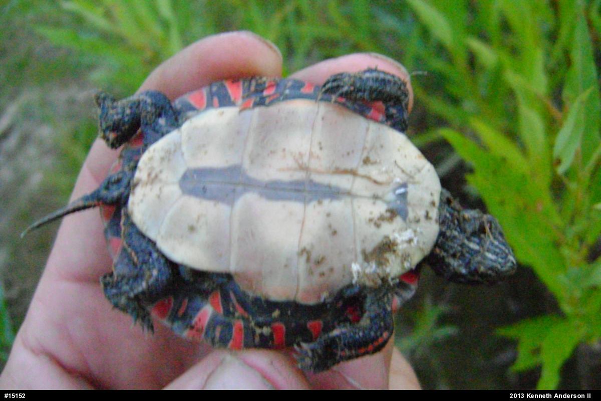Midland Painted Turtle