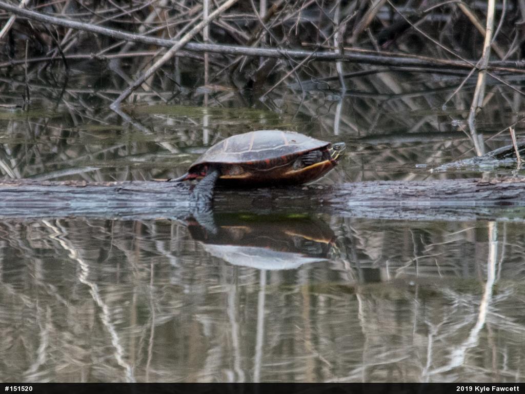 Painted Turtle