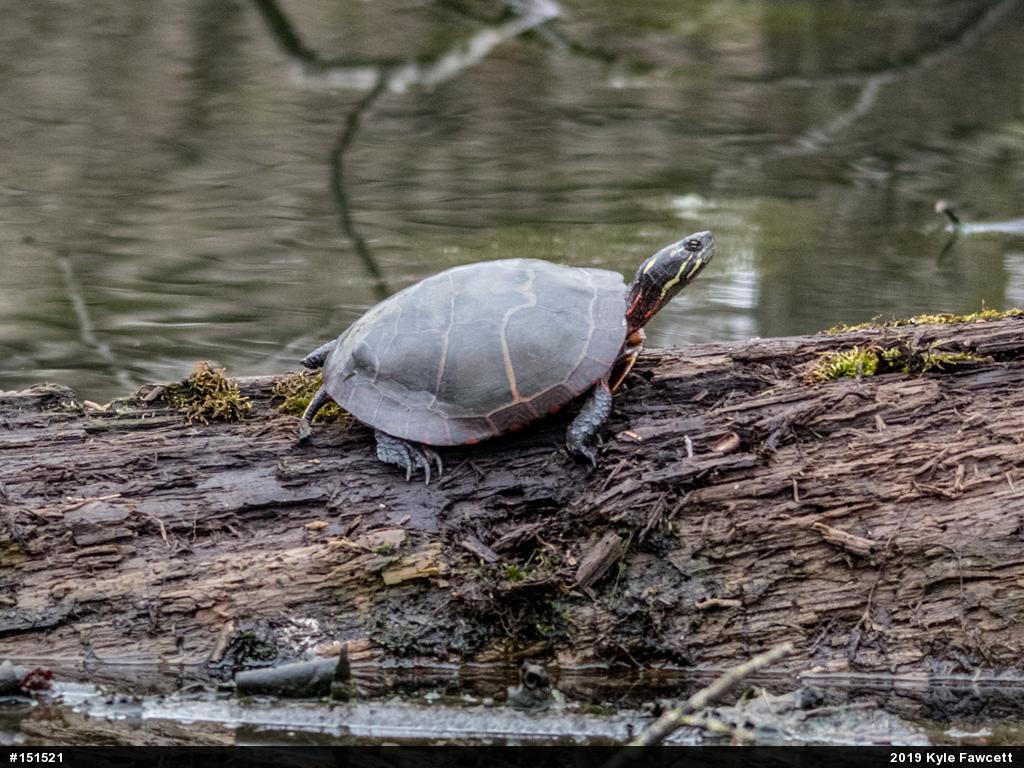 Painted Turtle