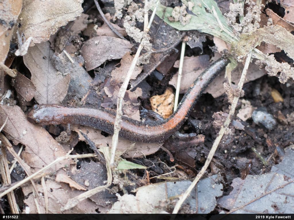Eastern Red-backed  Salamander