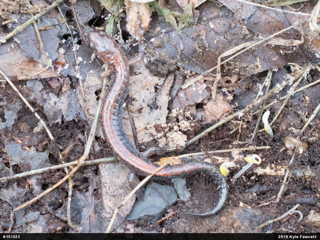 Eastern Red-backed  Salamander