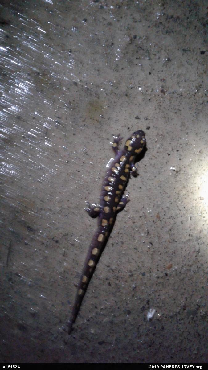 Spotted Salamander