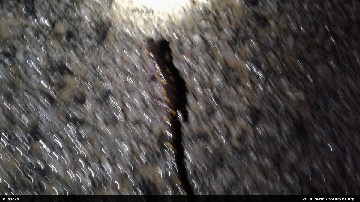 Spotted Salamander