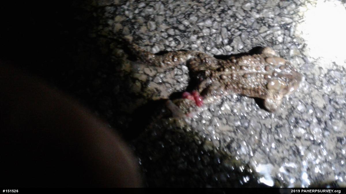 Eastern American Toad