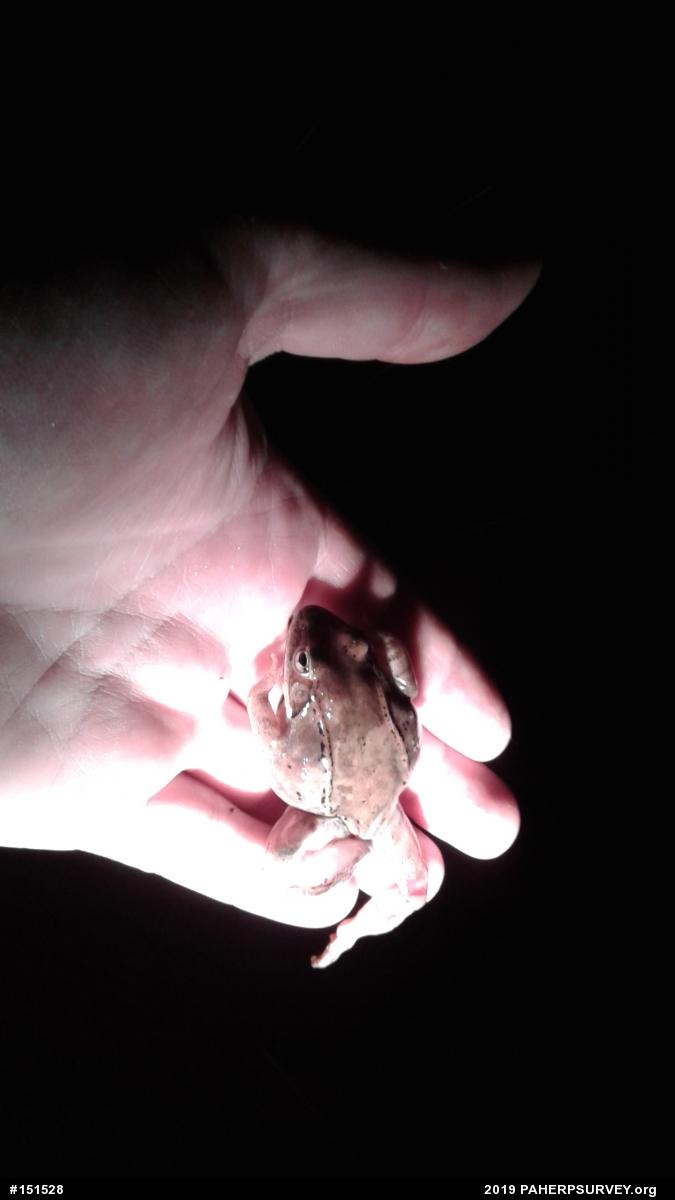 Wood Frog