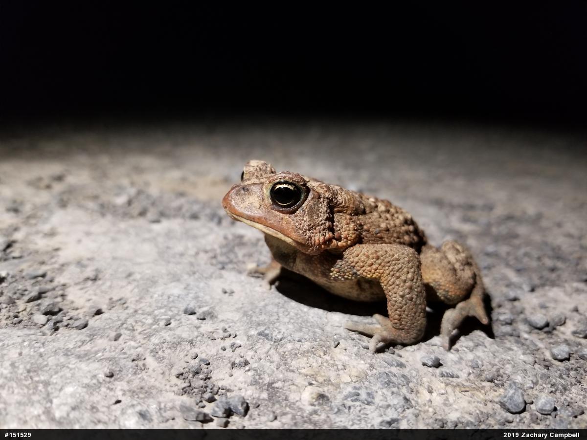 Eastern American Toad
