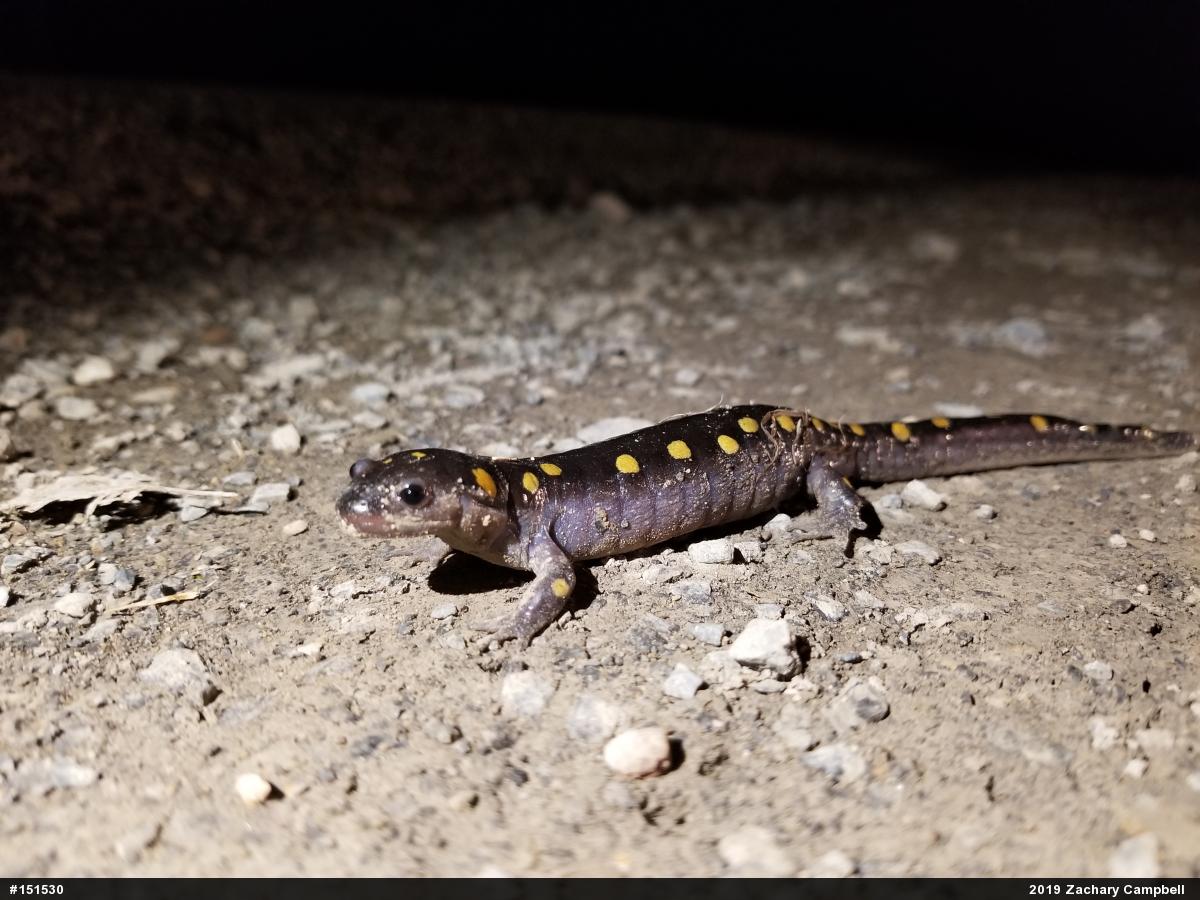 Spotted Salamander