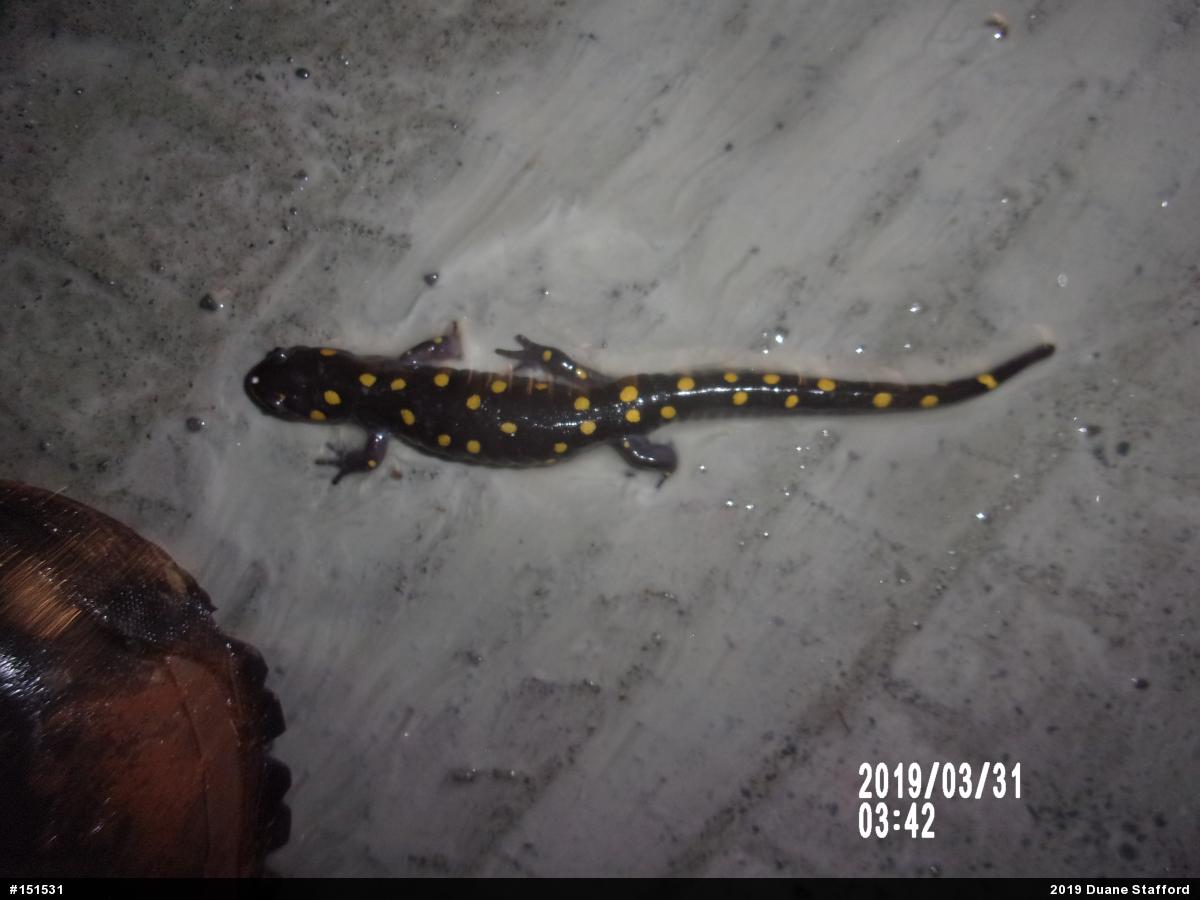 Spotted Salamander