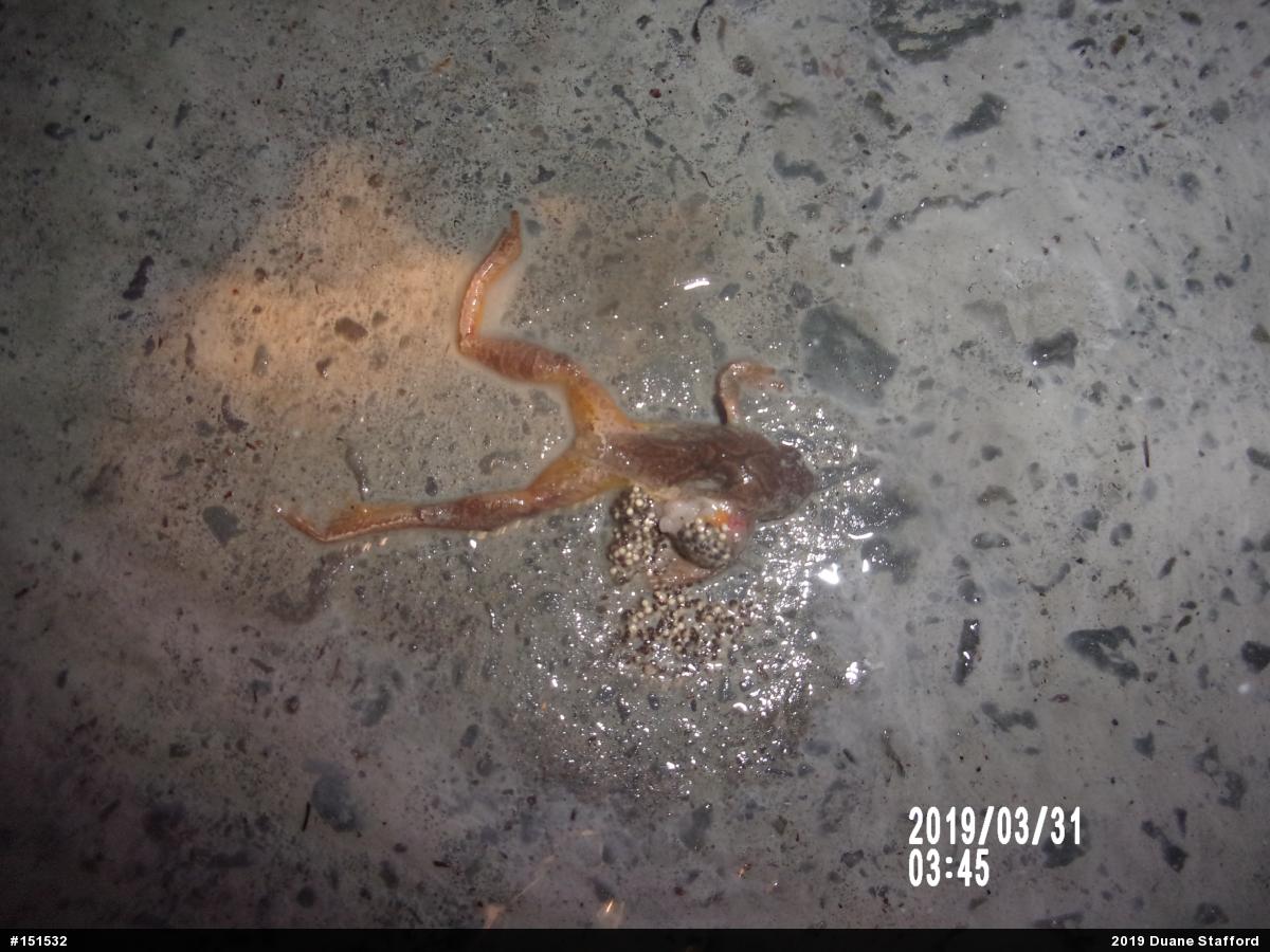 Spring Peeper