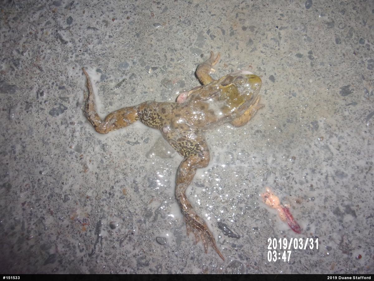 Green Frog