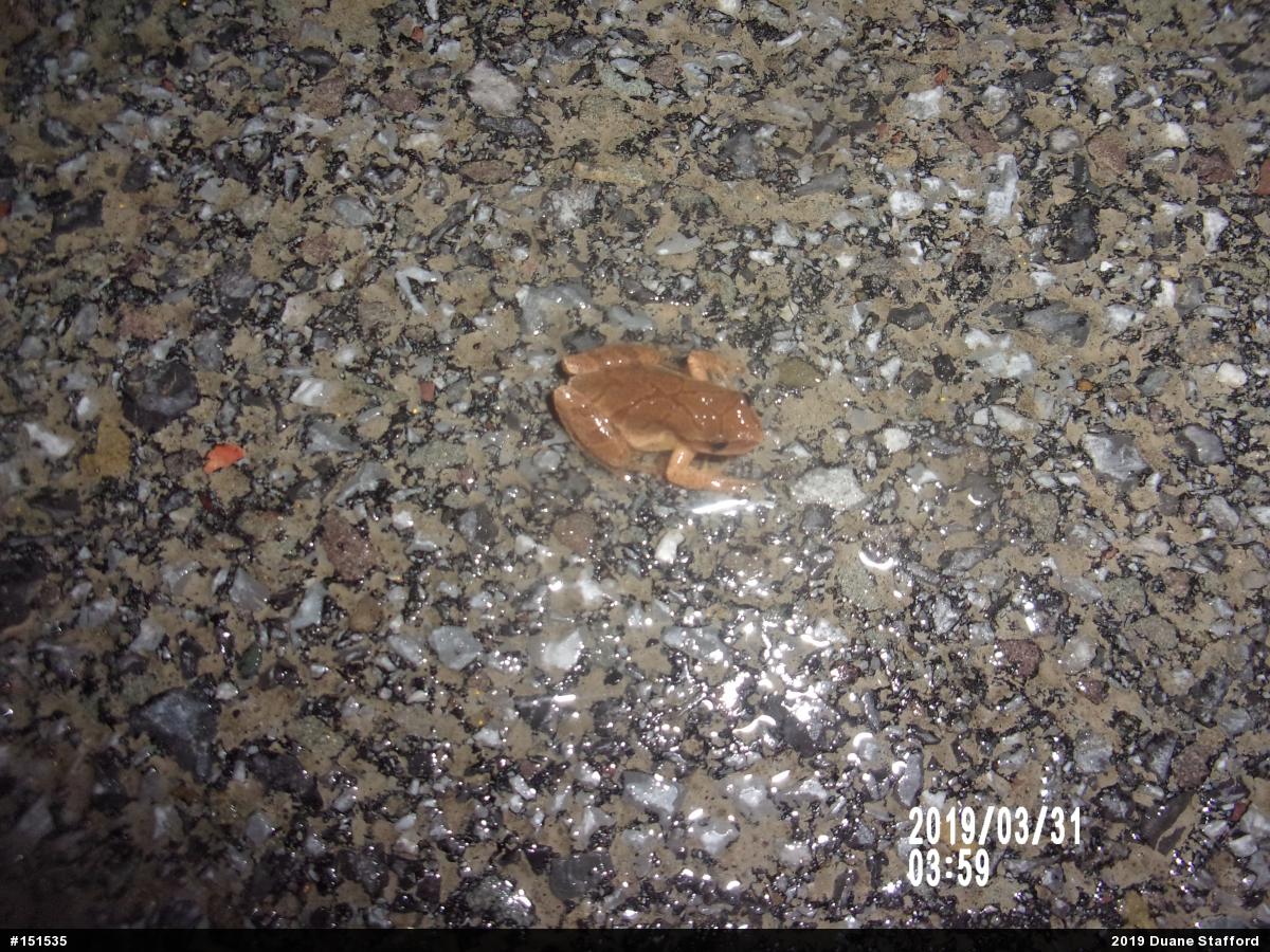 Spring Peeper