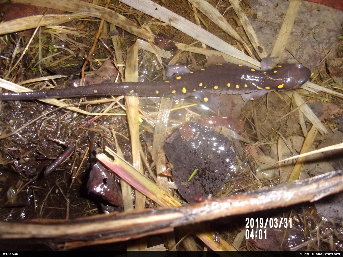 Spotted Salamander