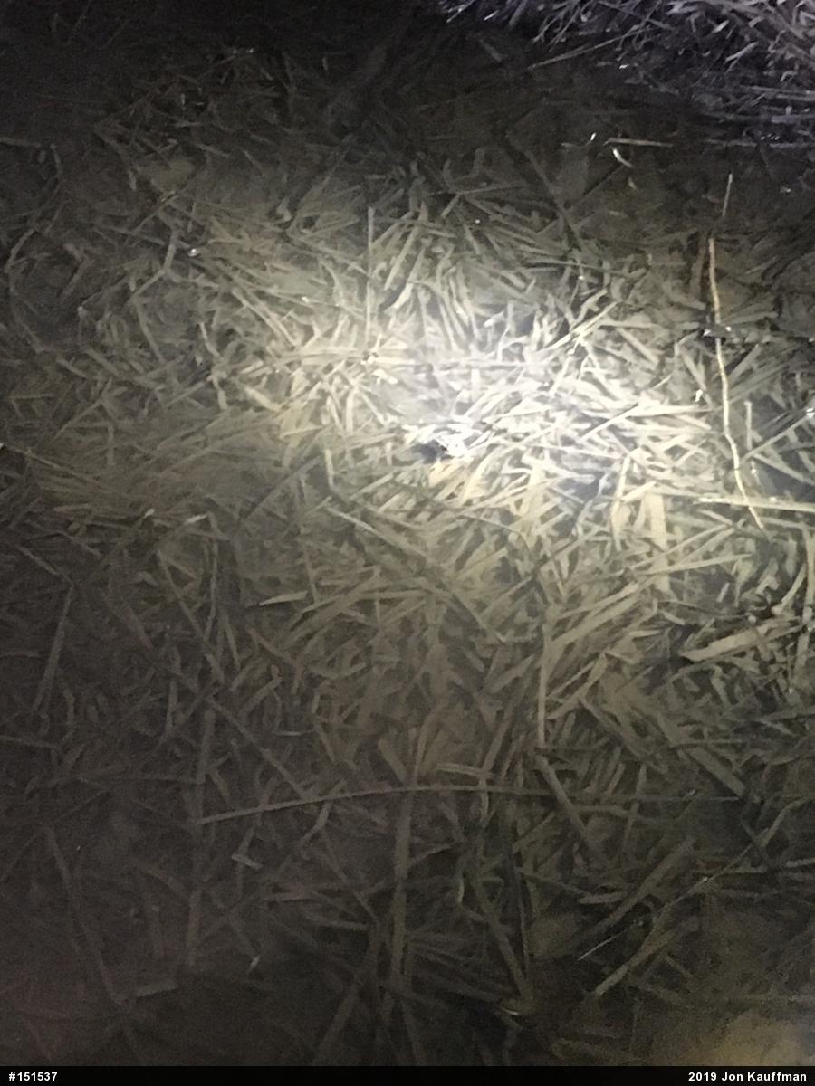 Pickerel Frog