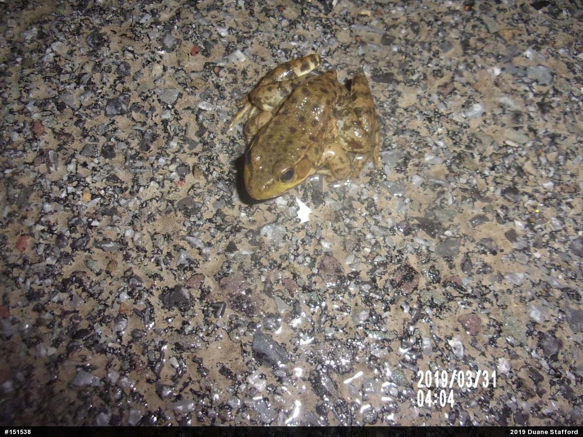 Green Frog
