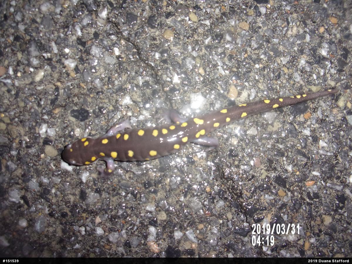 Spotted Salamander