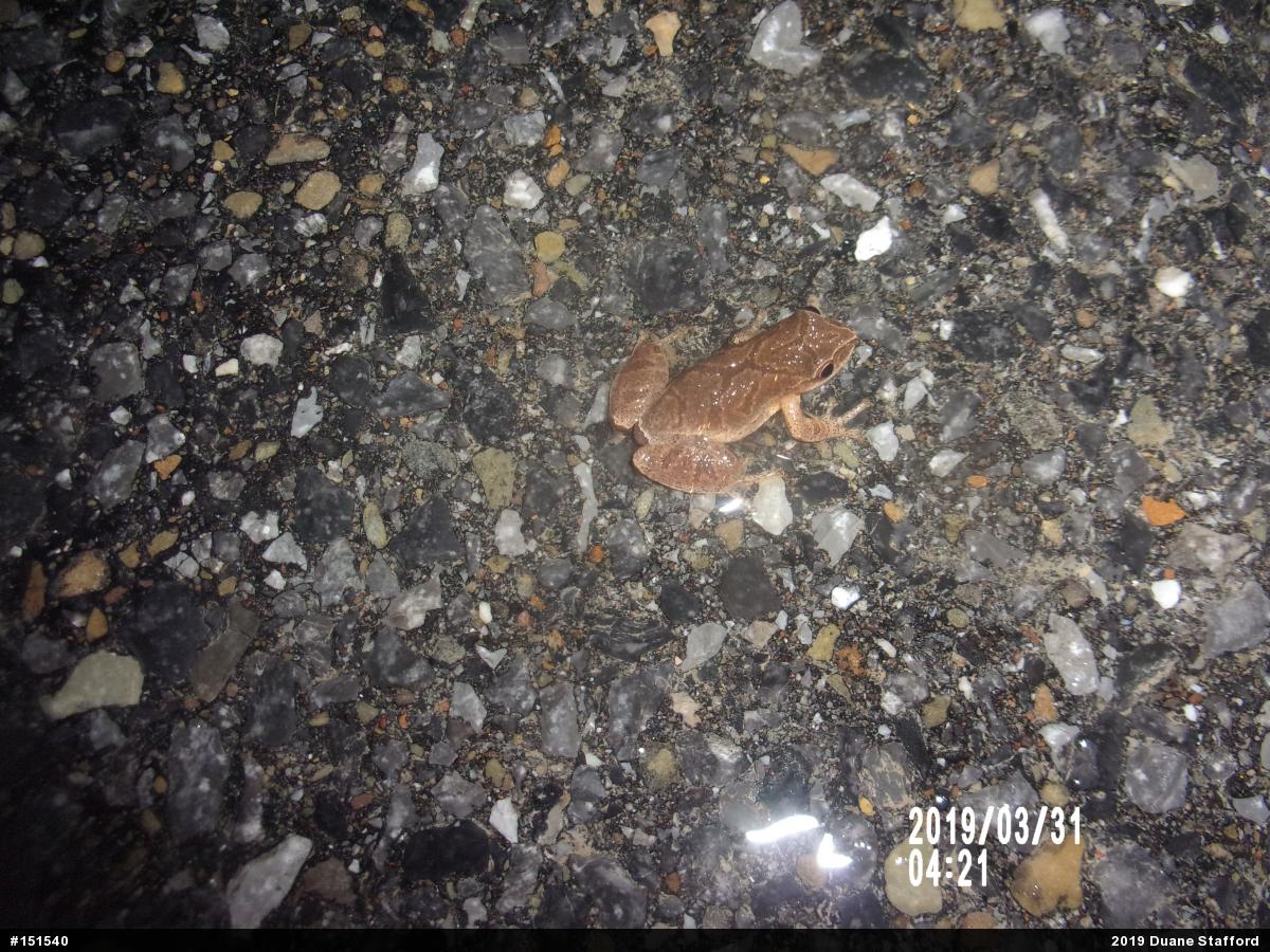 Spring Peeper