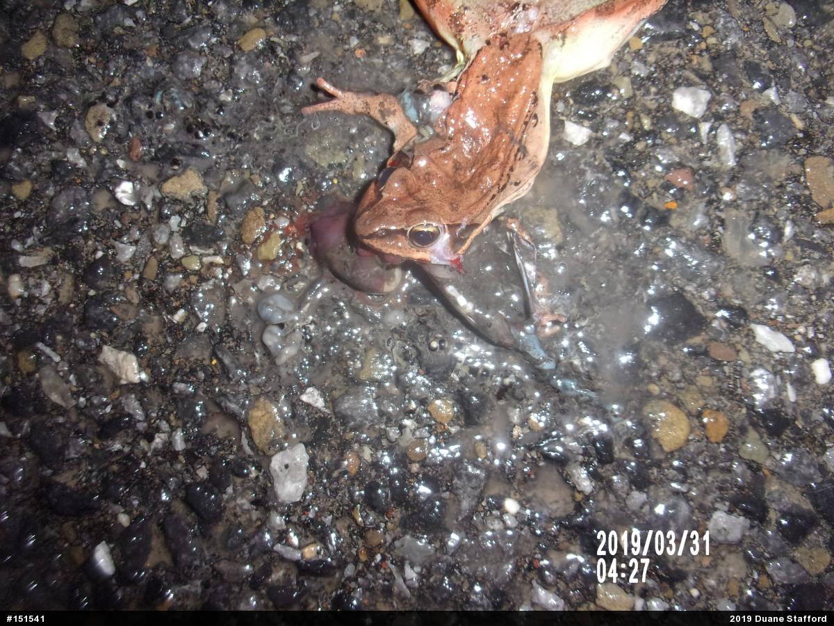 Wood Frog