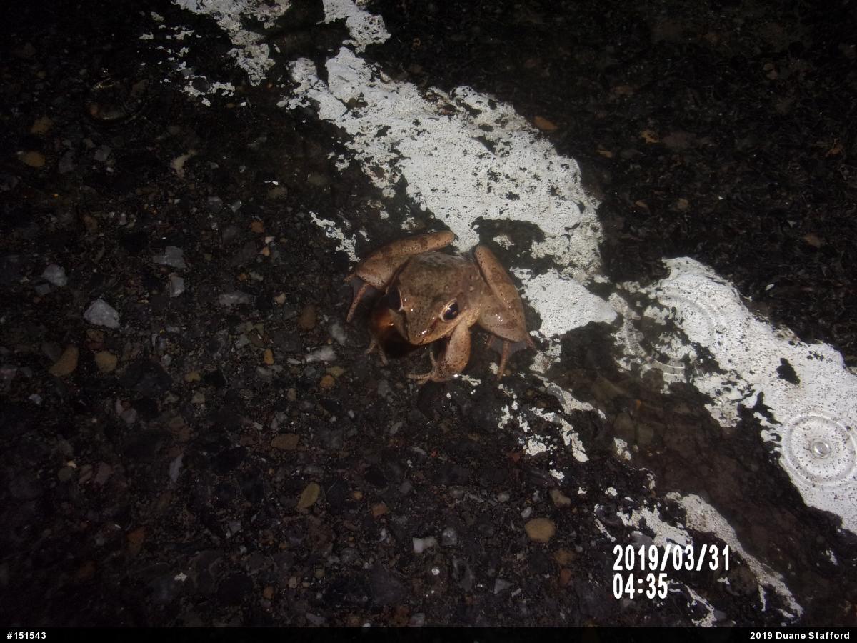 Wood Frog