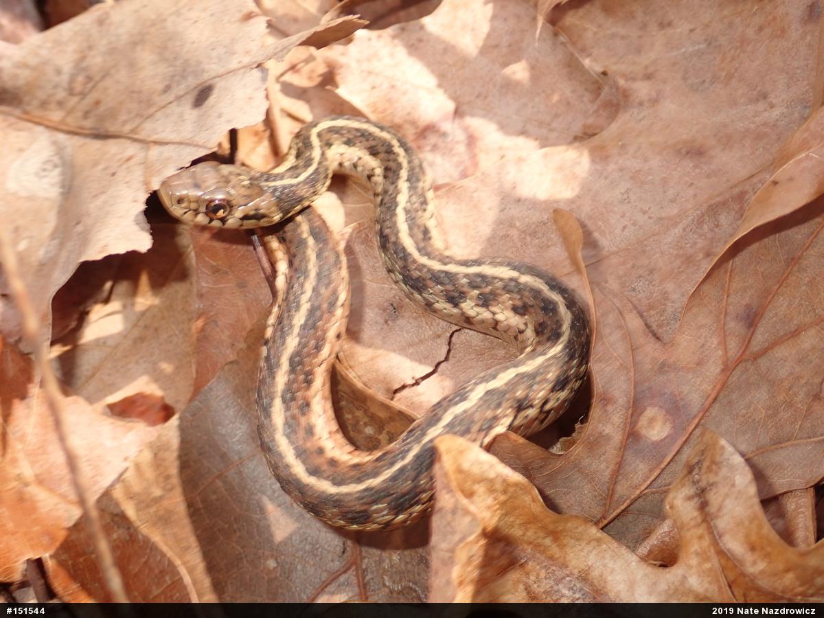 Eastern Gartersnake