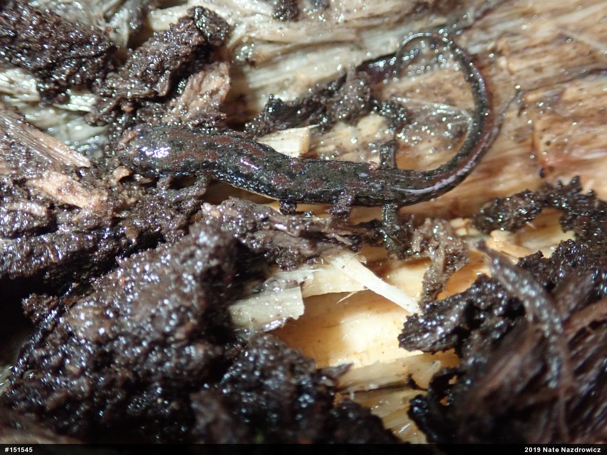 Northern Dusky Salamander