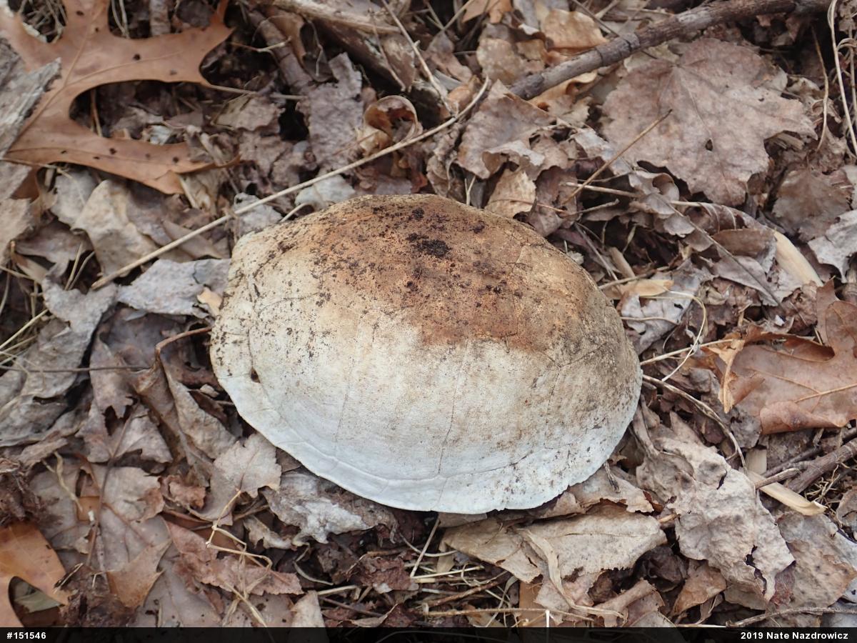 Eastern Box Turtle