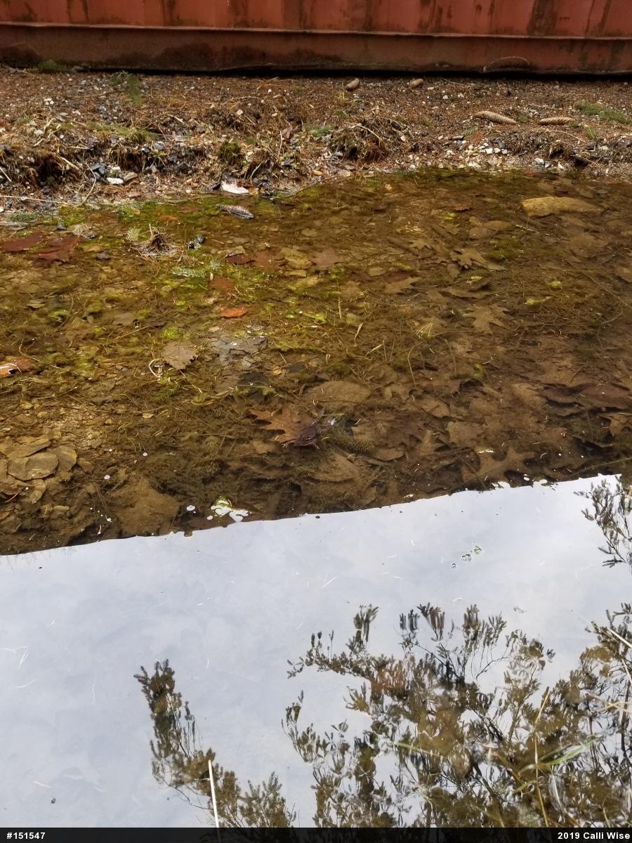 Wood Frog