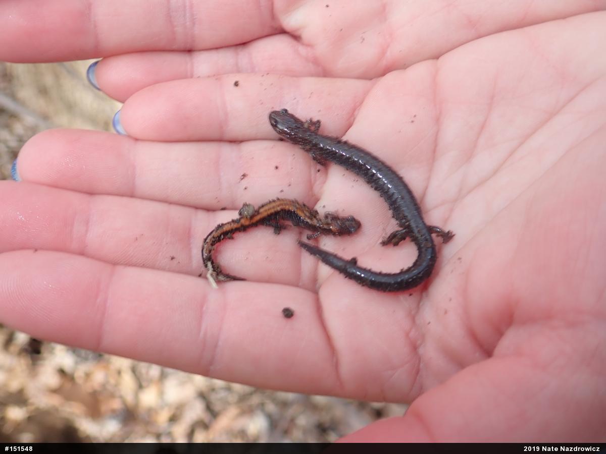 Eastern Red-backed  Salamander