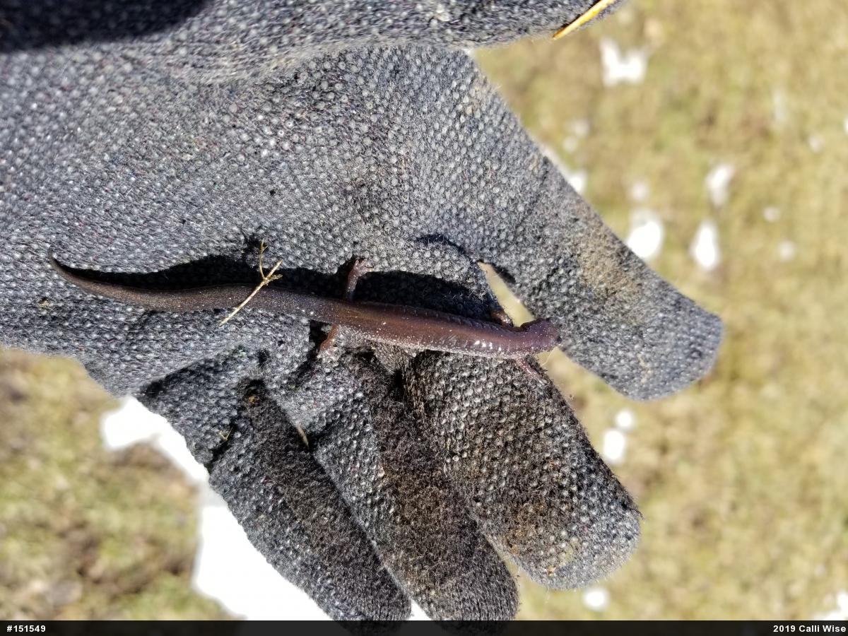 Eastern Red-backed  Salamander