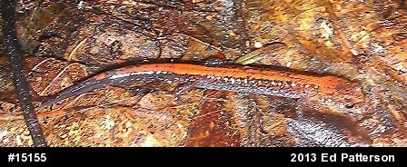 Eastern Red-backed  Salamander