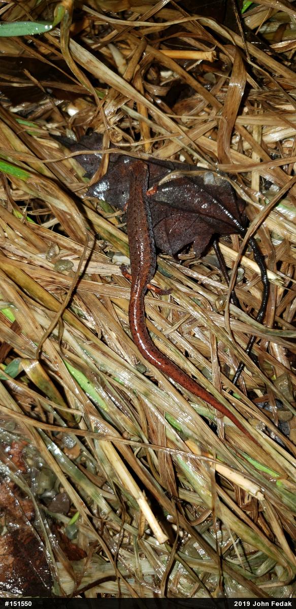 Four-toed Salamander