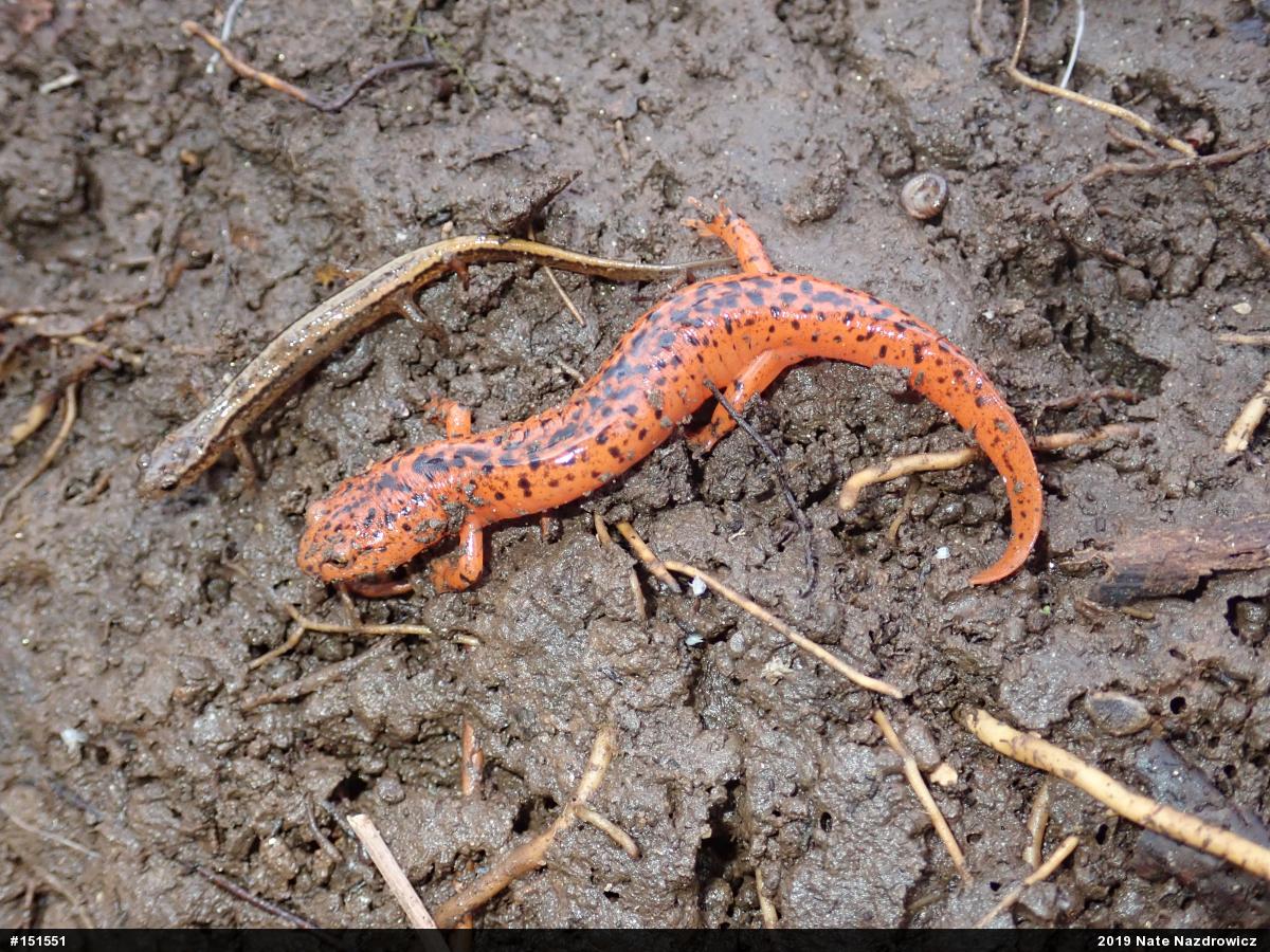 Northern Two-lined Salamander
