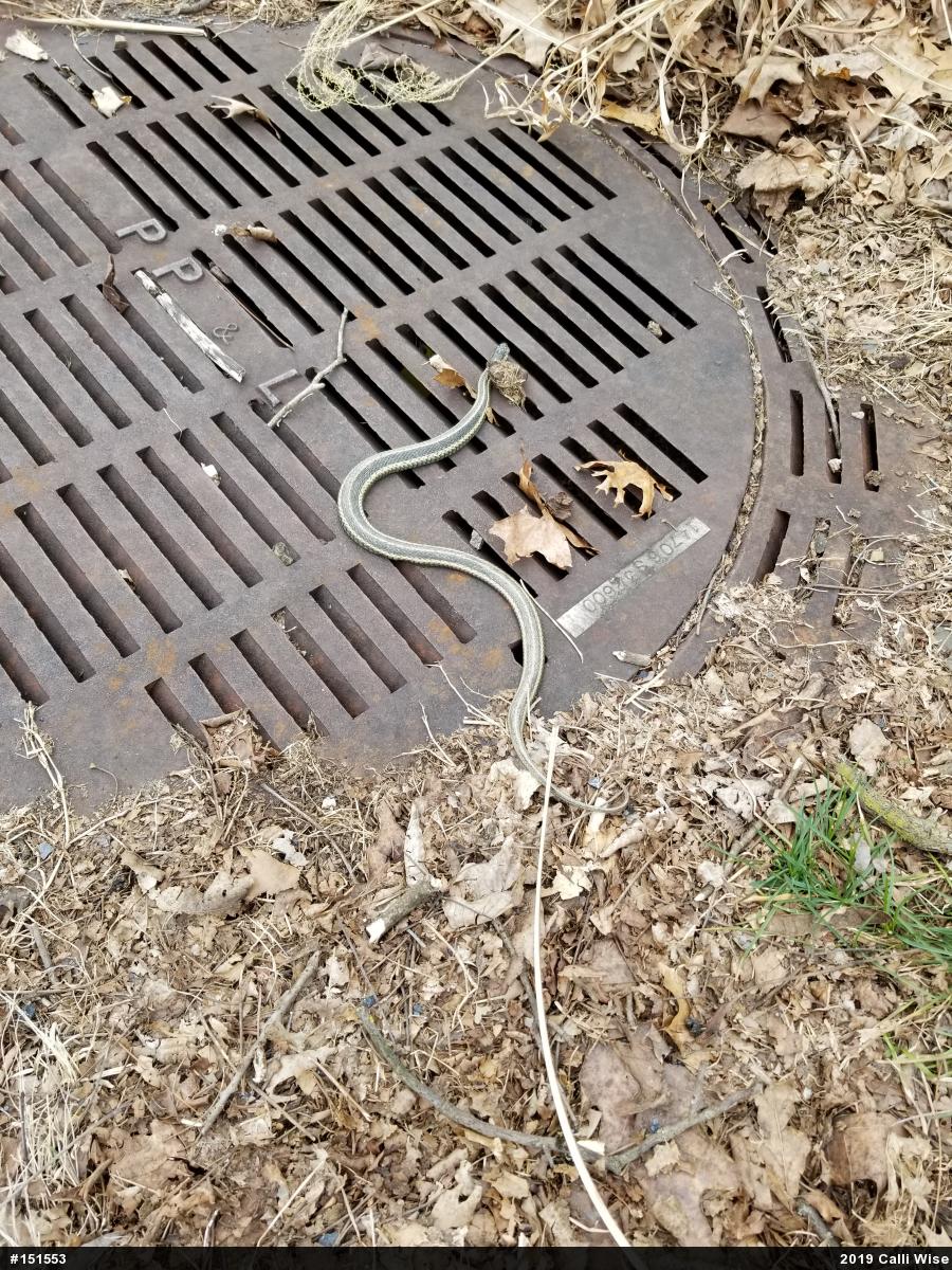 Eastern Gartersnake