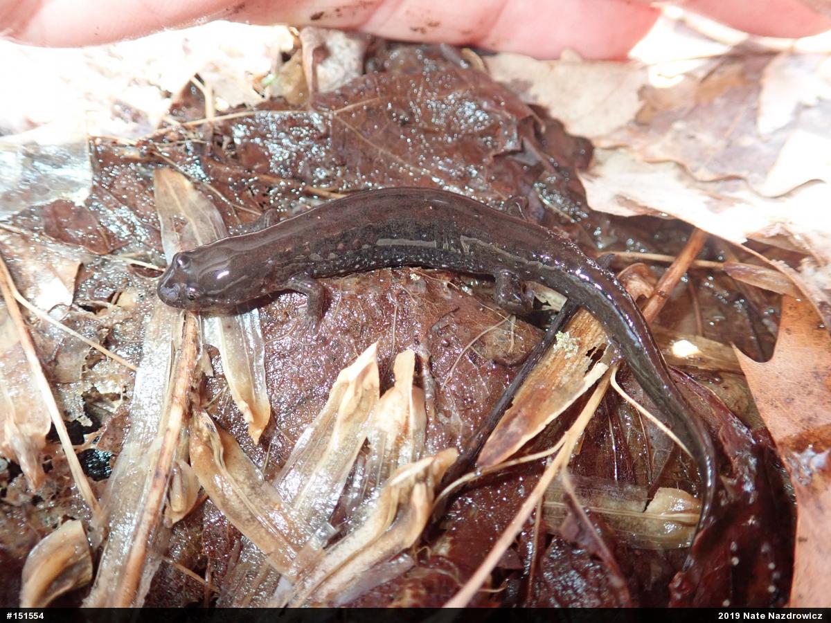 Northern Dusky Salamander