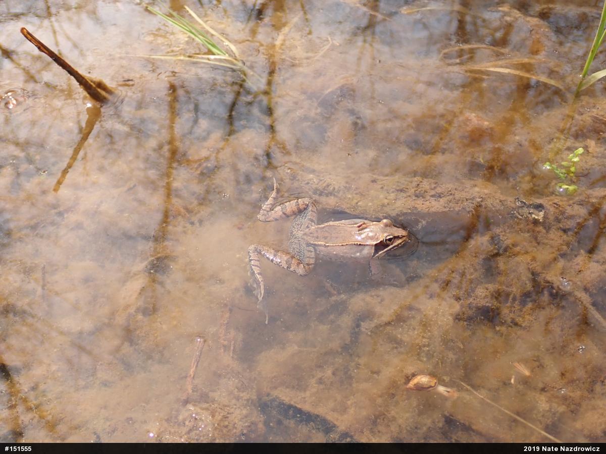 Wood Frog